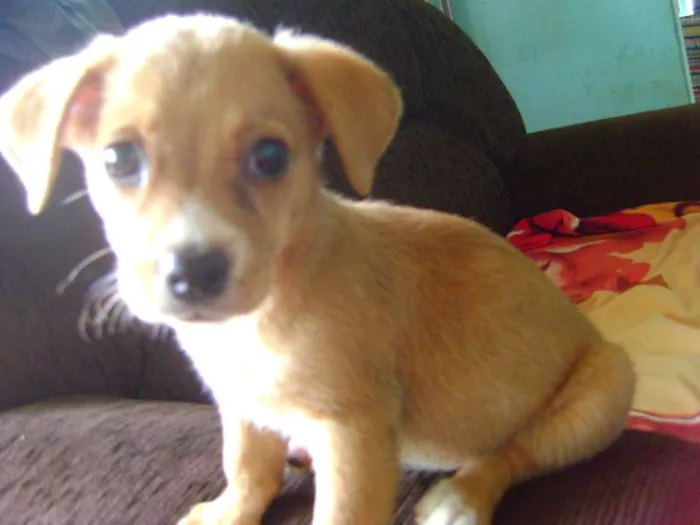 Cachorro ra a - idade Abaixo de 2 meses nome -
