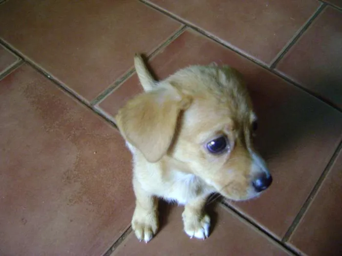 Cachorro ra a - idade Abaixo de 2 meses nome -