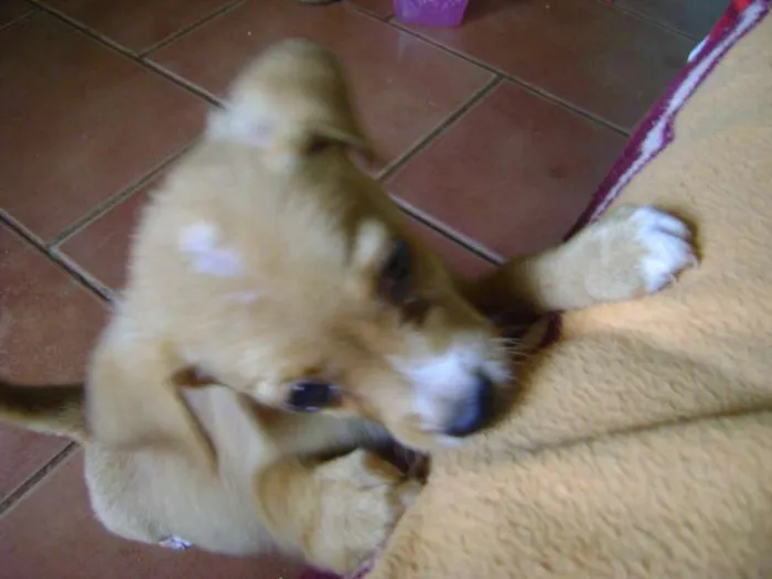 Cachorro ra a - idade Abaixo de 2 meses nome -
