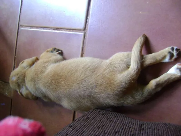 Cachorro ra a - idade Abaixo de 2 meses nome -
