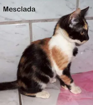 Gato raça Vira lata gatosa idade 2 a 6 meses nome Mesclada