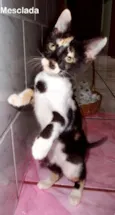 Mesclada