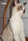 Fófis
