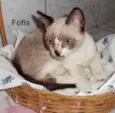 Fófis