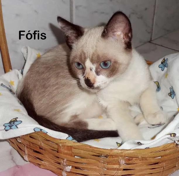 Gato raça Vira lata gatosa idade 2 a 6 meses nome Fófis