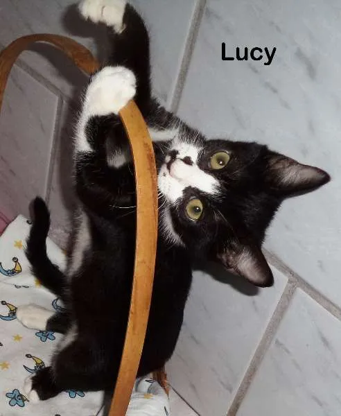Gato raça Vira lata gatosa idade 2 a 6 meses nome Lucy