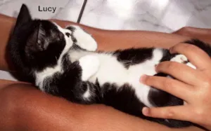 Gato raça Vira lata gatosa idade 2 a 6 meses nome Lucy