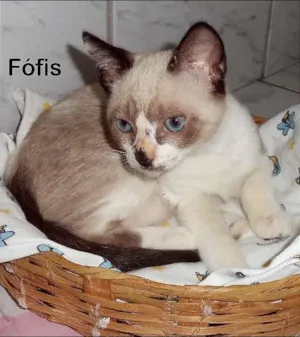 Gato raça Vira lata gatosa idade 2 a 6 meses nome Fófis