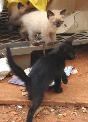 Gato raça Vira-lata idade 2 a 6 meses nome Várias ninhadas!!