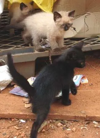 Gato ra a Vira-lata idade 2 a 6 meses nome Várias ninhadas!!