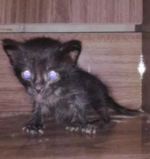 Gato raça Indefinida idade Abaixo de 2 meses nome Alicia