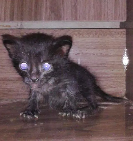 Gato ra a Indefinida idade Abaixo de 2 meses nome Alicia