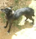 Rex