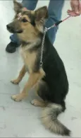 Belinha