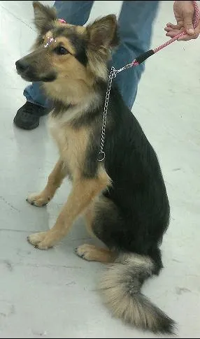 Cachorro raça SRD idade 7 a 11 meses nome Belinha