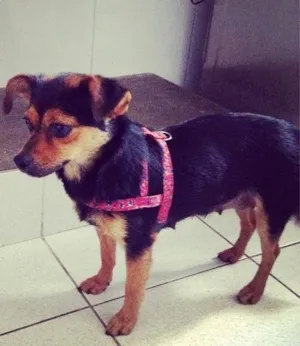 Cachorro raça sem raça definida idade  nome sem nome