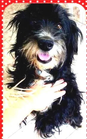 Cachorro raça Poodle misturada idade 2 anos nome Mona