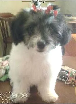 Cachorro ra a Lhasa Apso/Poodle idade 7 a 11 meses nome FACE GRATIFICA