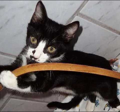 Gato raça Vira lata gatosa idade 2 a 6 meses nome Lucy