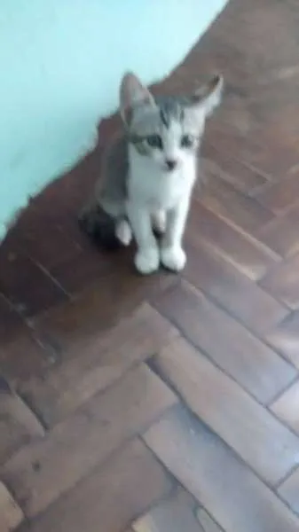 Gato raça  idade 2 a 6 meses nome Nina