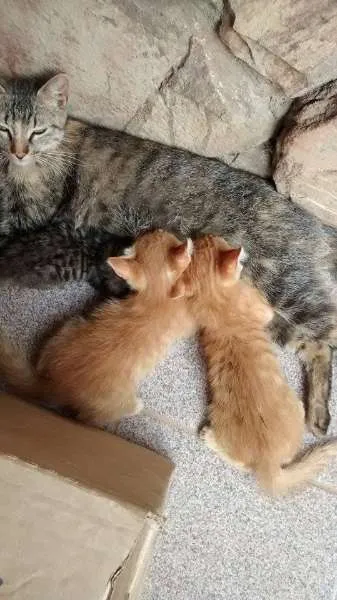 Gato raça  idade 2 a 6 meses nome Nina