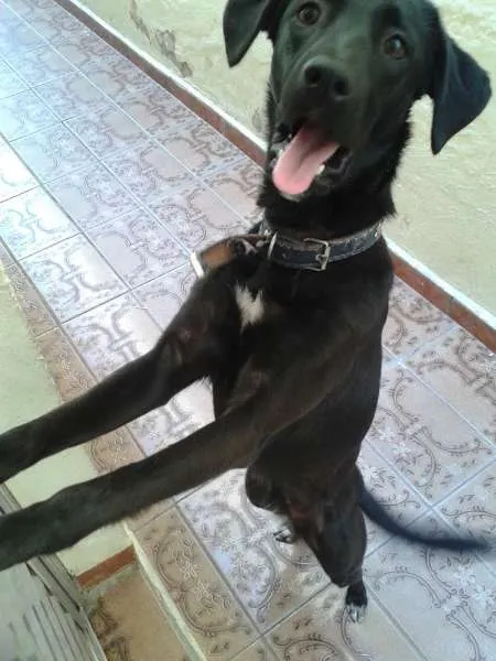 Cachorro ra a SRD idade 1 ano nome Pérola
