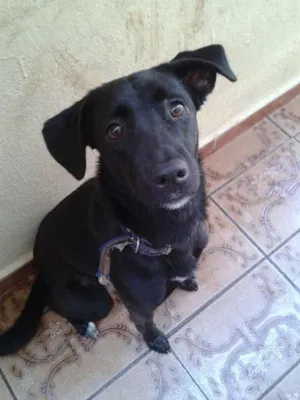 Cachorro raça SRD idade 1 ano nome Pérola