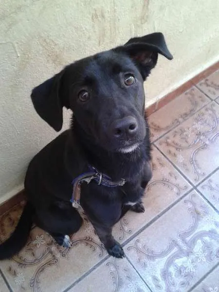 Cachorro ra a SRD idade 1 ano nome Pérola