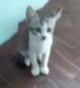 Nina