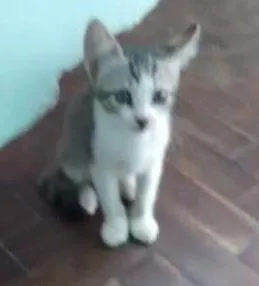 Gato raça  idade 2 a 6 meses nome Nina
