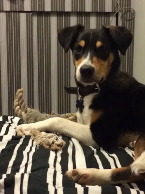 Cachorro raça SRD idade 7 a 11 meses nome Marcelino