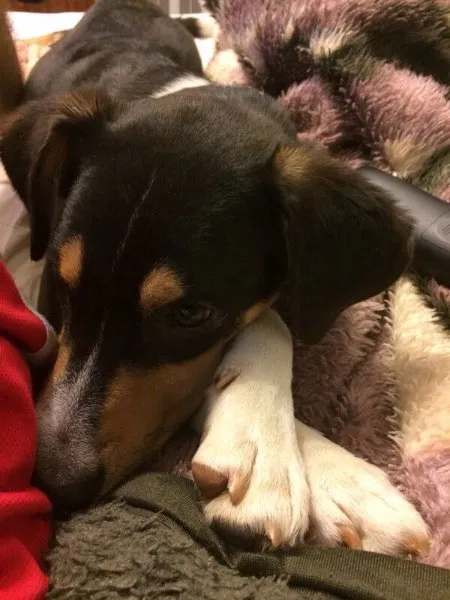Cachorro raça SRD idade 7 a 11 meses nome Marcelino