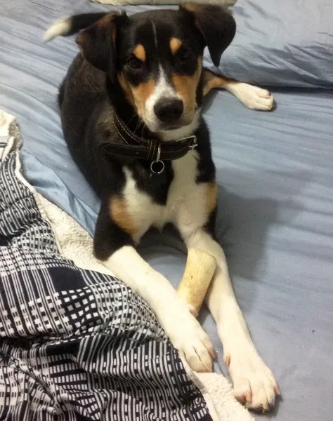 Cachorro raça SRD idade 7 a 11 meses nome Marcelino
