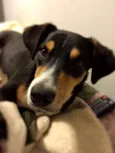 Marcelino
