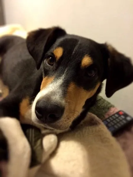 Cachorro raça SRD idade 7 a 11 meses nome Marcelino