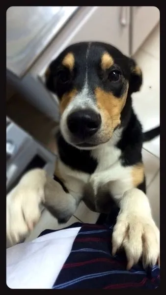 Cachorro raça SRD idade 7 a 11 meses nome Marcelino