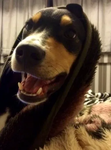 Cachorro raça SRD idade 7 a 11 meses nome Marcelino