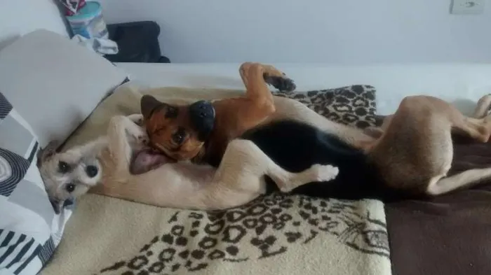 Cachorro ra a SRD idade 1 ano nome duque