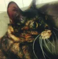Agatha