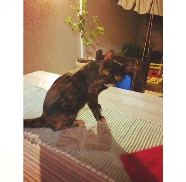 Gato ra a Mestiça  idade 7 a 11 meses nome Agatha 