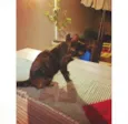 Agatha