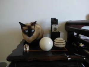 Gato raça Indefinida idade 1 ano nome Mia