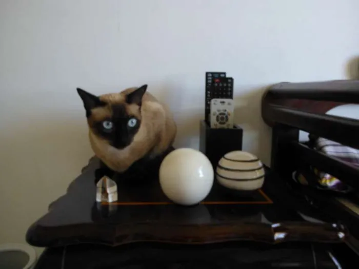 Gato ra a Indefinida idade 1 ano nome Mia