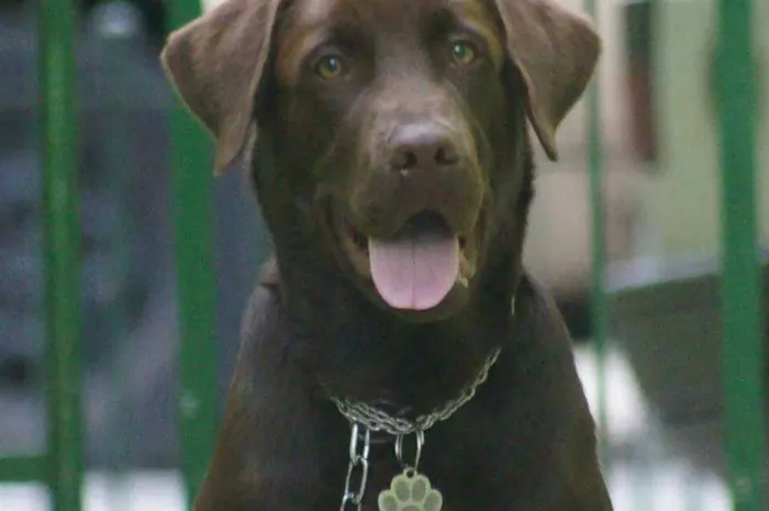 Cachorro ra a Labrador Retrivier idade 1 ano nome Zehus