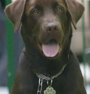 Cachorro raça Labrador Retrivier idade 1 ano nome Zehus