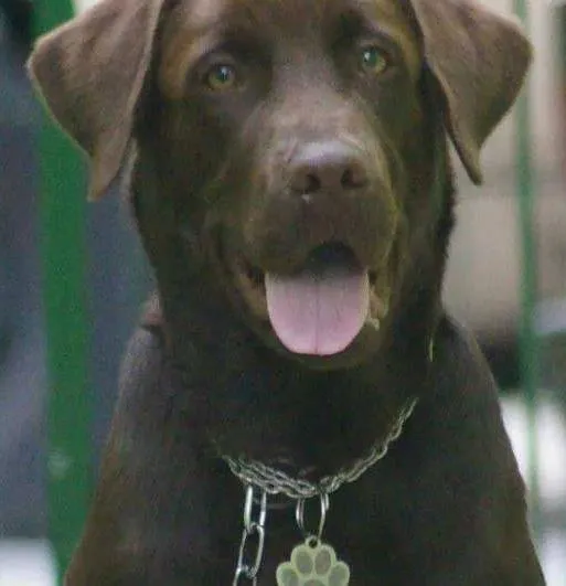 Cachorro ra a Labrador Retrivier idade 1 ano nome Zehus