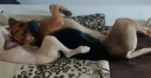 Cachorro raça SRD idade 1 ano nome duque