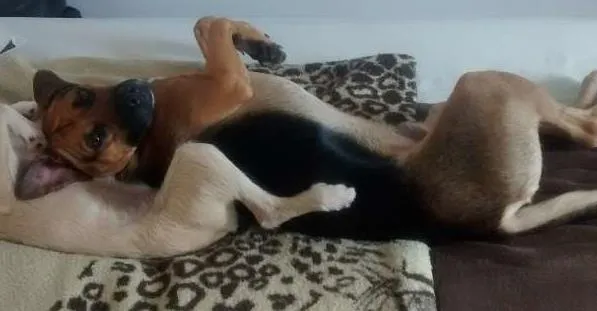 Cachorro ra a SRD idade 1 ano nome duque