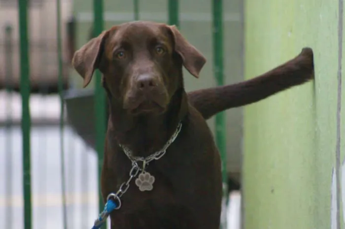 Cachorro ra a Labrador Retrivier idade 1 ano nome Zehus