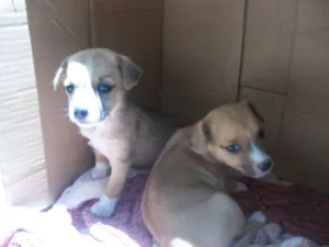 Cachorro raça SRD idade 2 a 6 meses nome sem nome